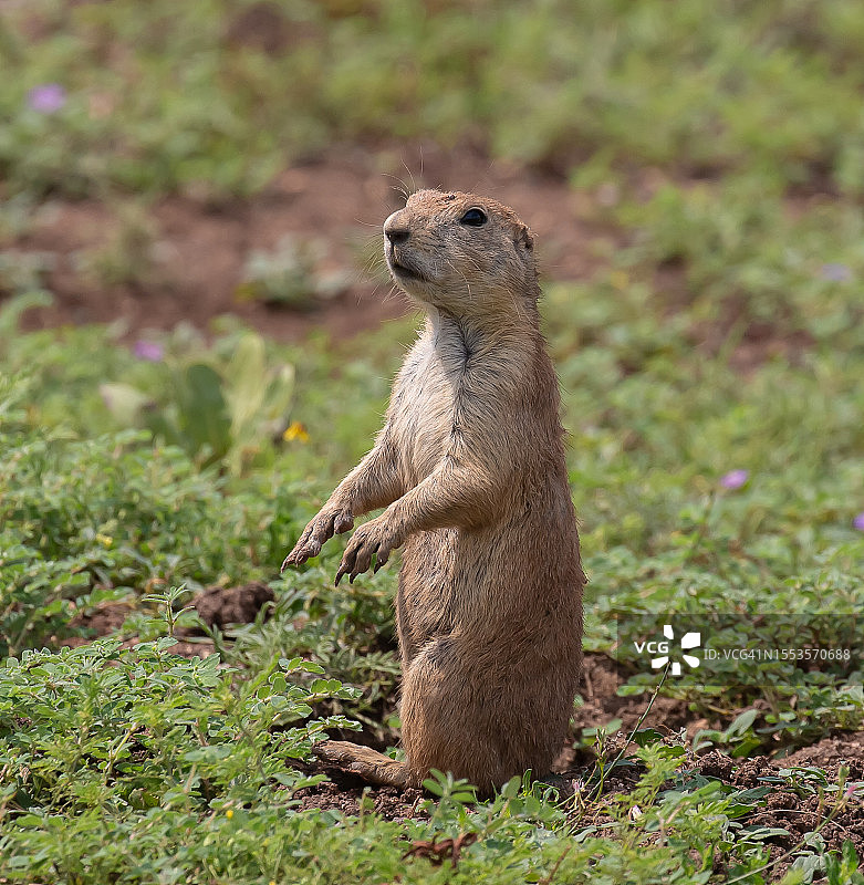 北美浣熊坐在田野上的特写，美国俄克拉荷马州劳顿图片素材