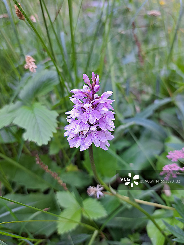 紫色开花植物特写图片素材