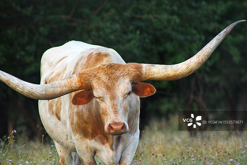 达拉斯的田野上的奶牛肖像，美国图片素材