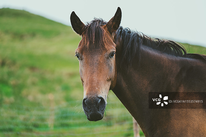 站在田野里的纯种马肖像图片素材