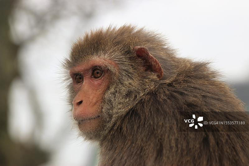 日本猕猴特写图片素材