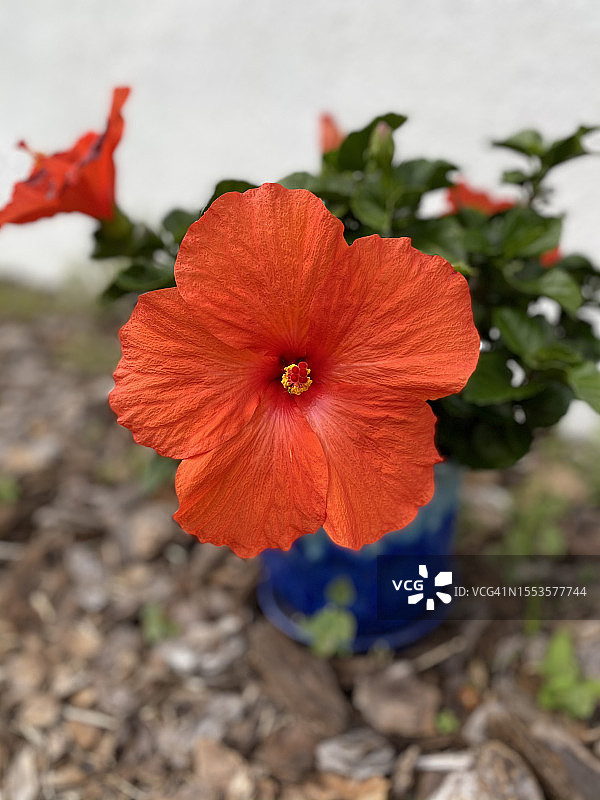 美国佛罗里达州波尔克县田野中红色花朵特写图片素材