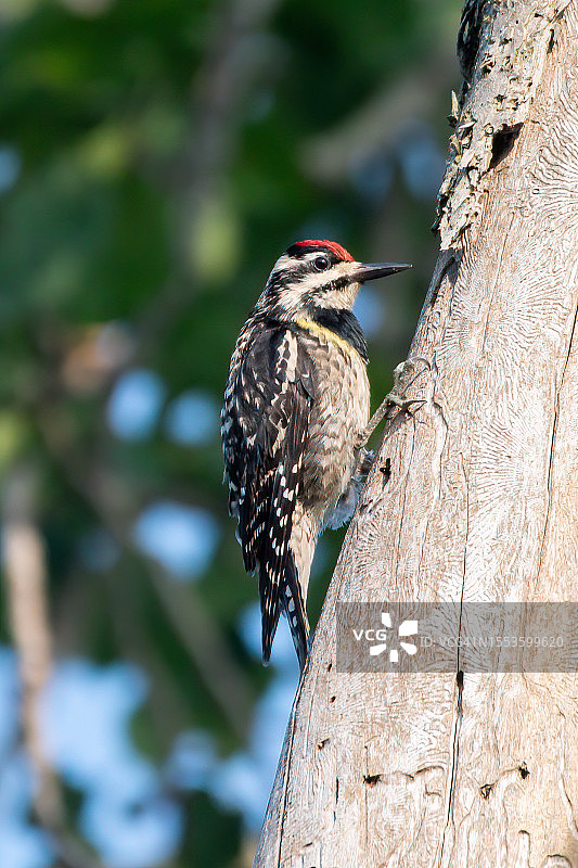 啄木鸟栖息在树干上的特写图片素材