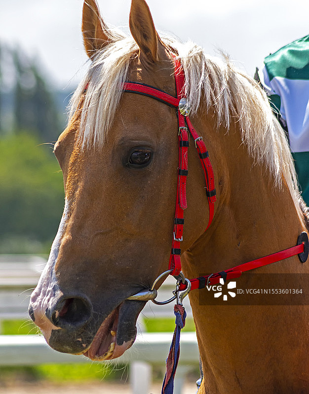 赛马小马在天空下的特写，俄罗斯图片素材