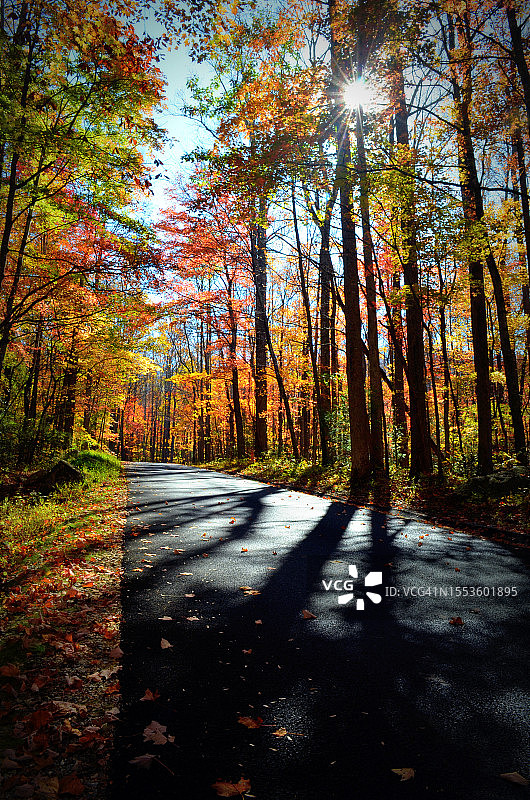 秋季美国田纳西州纳什维尔的森林树木图片素材