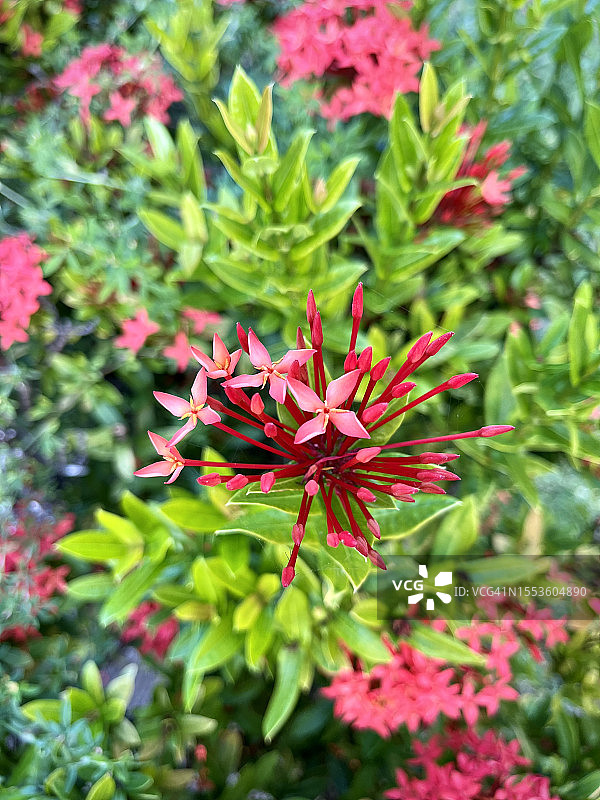 粉色开花植物特写，瓜德罗普图片素材