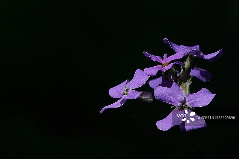 宾夕法尼亚州紫色花朵黑色背景特写图片素材