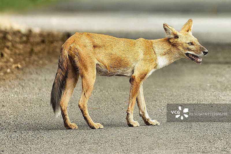 站在路上的狐狸侧视图图片素材
