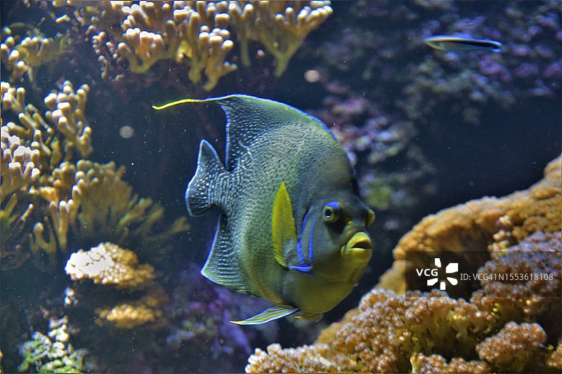 热带海水鱼类在水族馆中畅游特写图片素材
