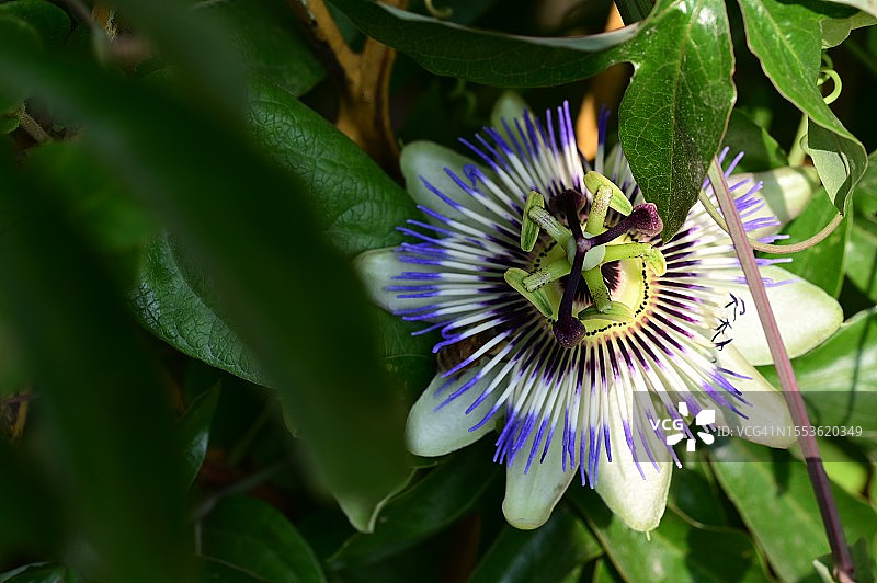紫色开花植物特写图片素材