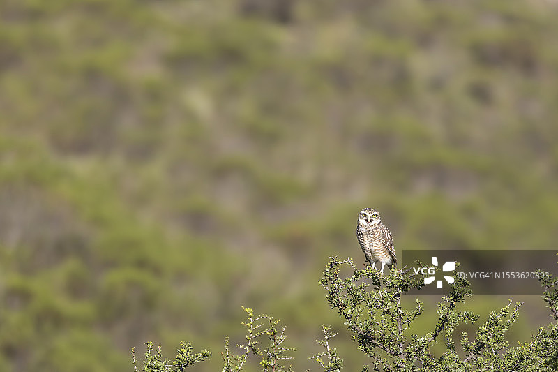 栖息在植物上的穴鸮特写图片素材