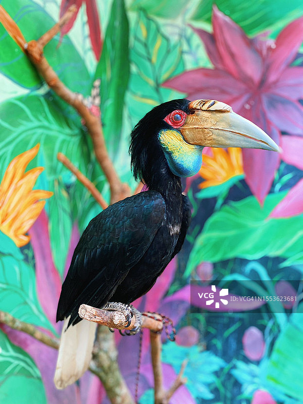 戴菊犀鸟栖息在树枝上的特写图片素材