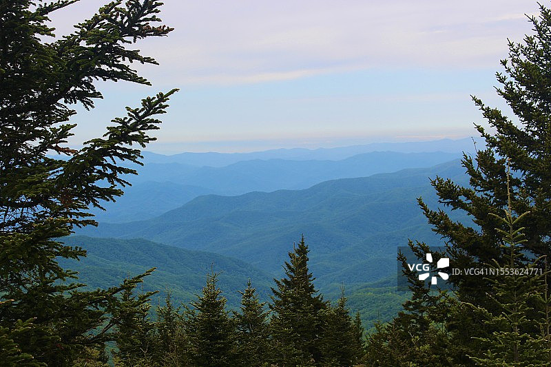 蓝天映衬下的松树美景图片素材