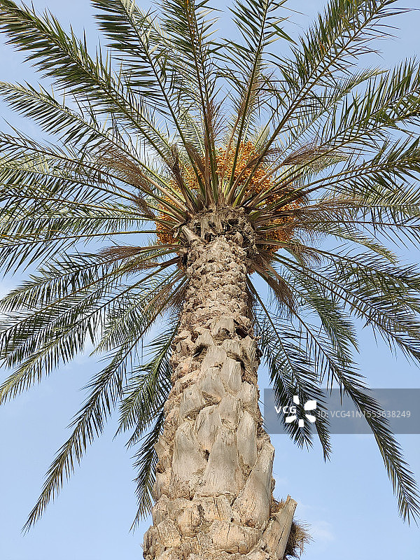 巴基斯坦卡拉奇：仰视角度拍摄的棕榈树图片素材