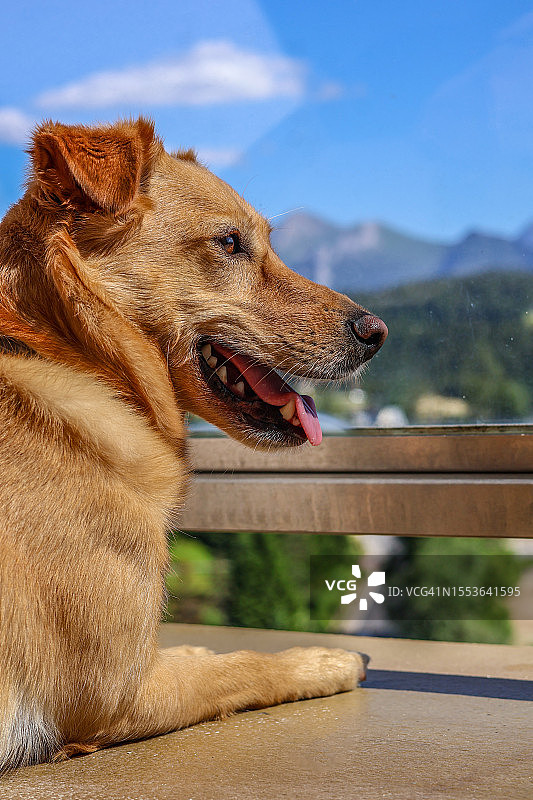 天空背景下狗狗回眸特写图片素材