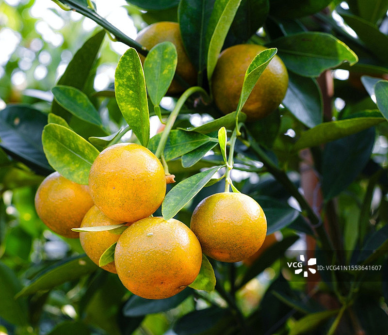 树上生长的橙子特写图片素材