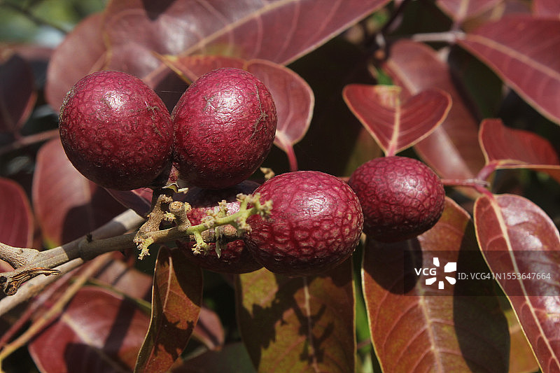 树上生长的水果特写图片素材