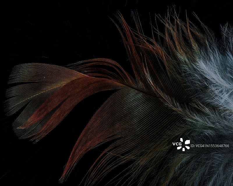 黑色背景下的羽毛特写图片素材