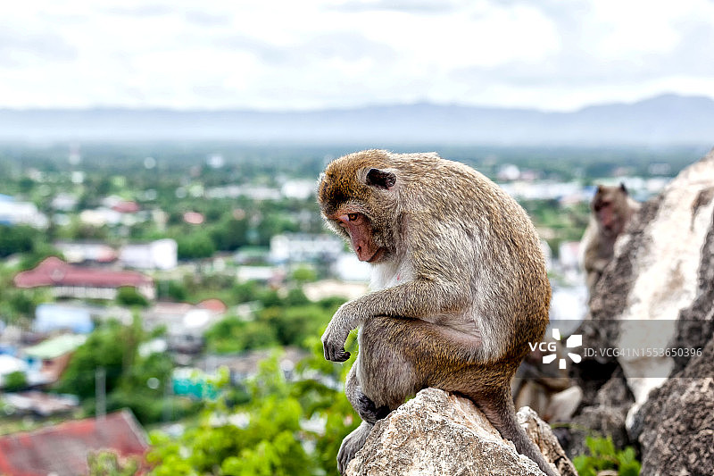 猕猴坐在岩石上，以天空为背景特写图片素材