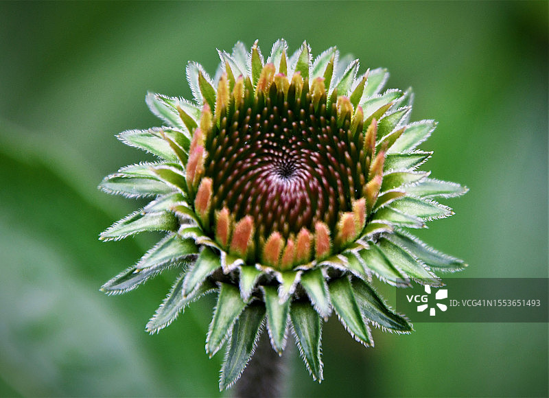 绿色植物的特写，美国俄亥俄州凯霍加瀑布图片素材