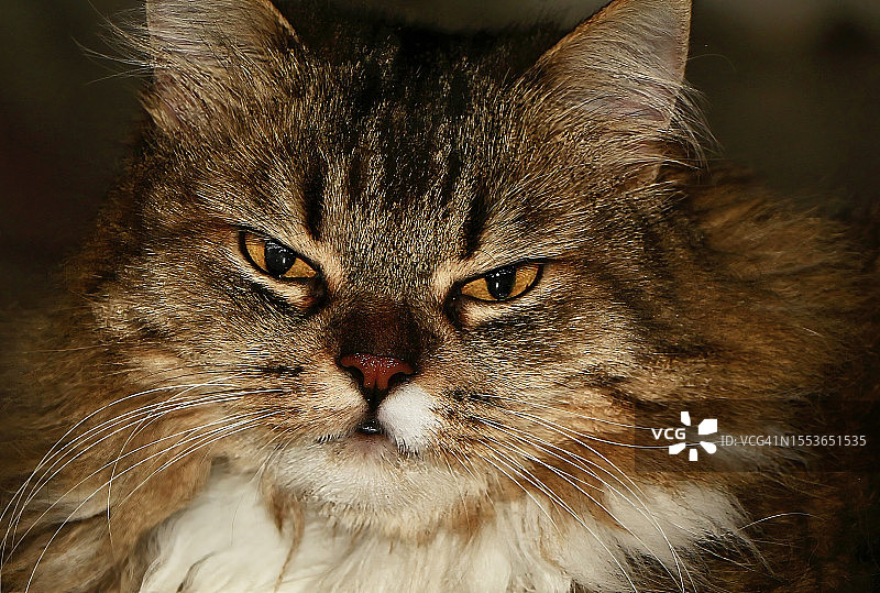 猫的特写肖像图片素材