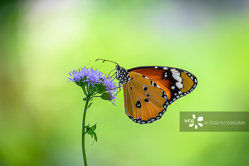 蝴蝶在紫色花朵上采蜜特写，中国香港图片素材