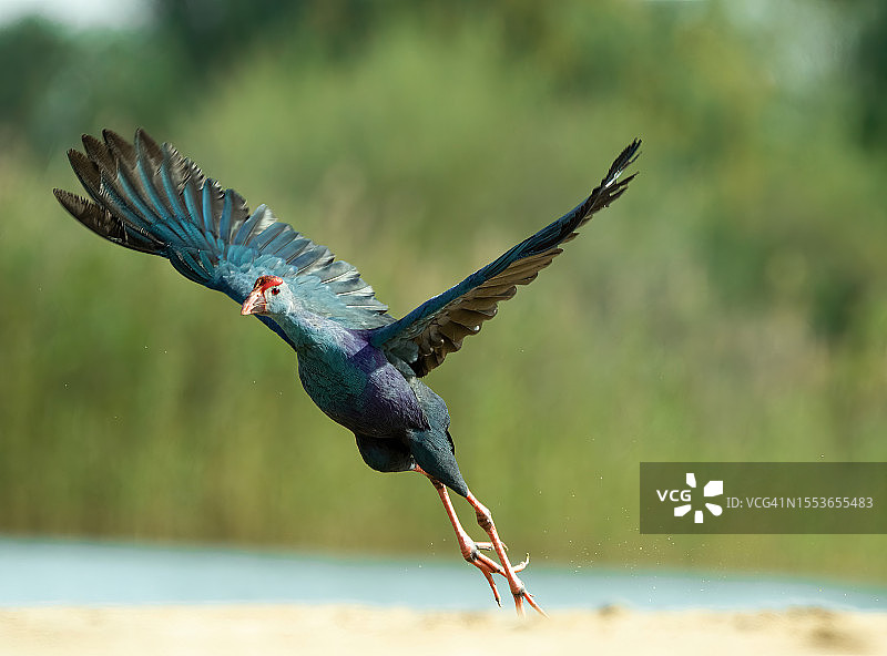 水鸡飞越湖面特写图片素材