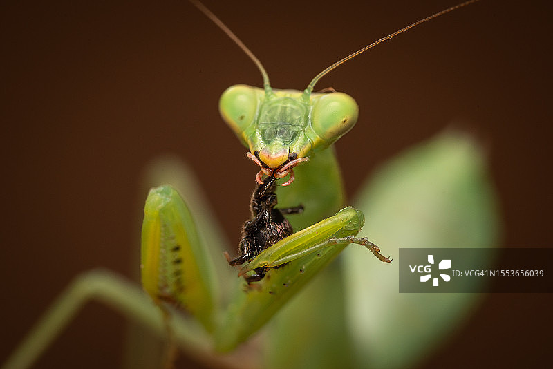 树叶上的昆虫特写图片素材