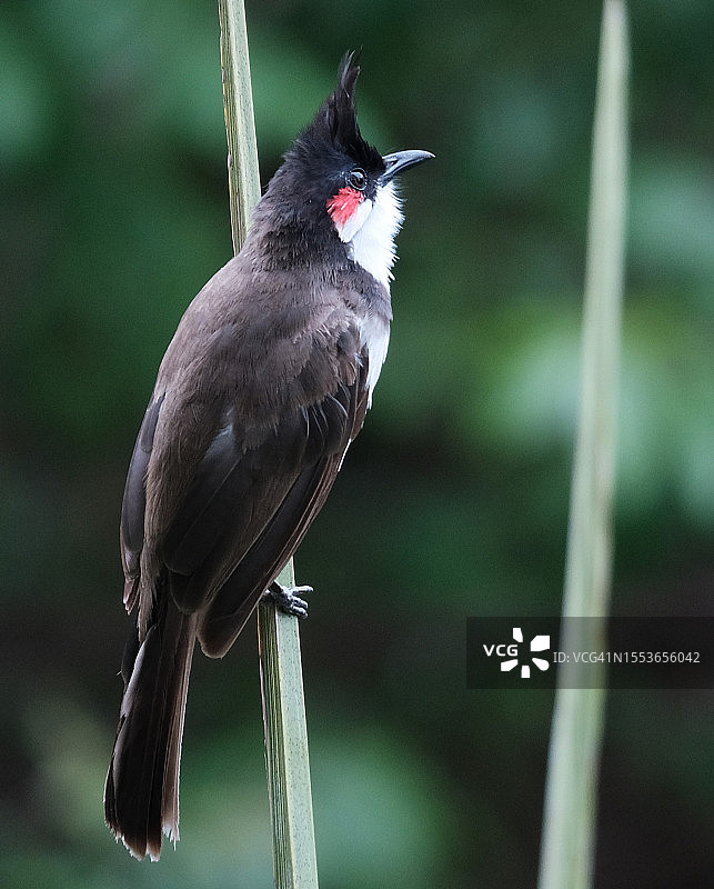 栖息在栏杆上的热带雀鸟特写图片素材