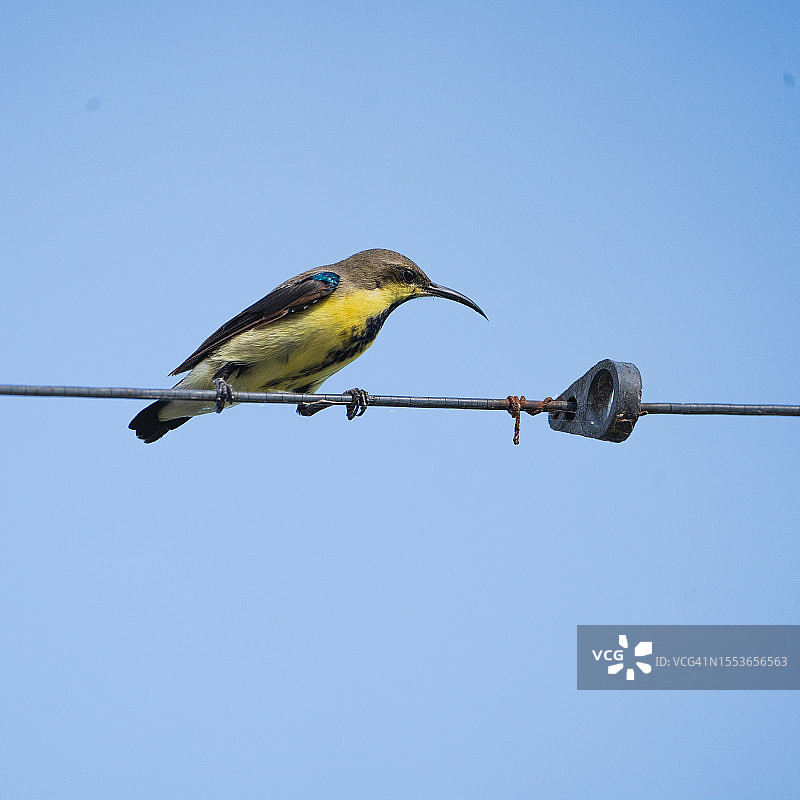 低角度拍摄的栖息在电缆上的鸣禽图片素材