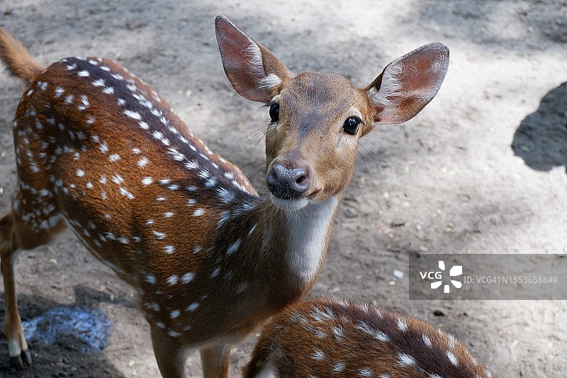 高角度拍摄：站在人行道上的白人图片素材