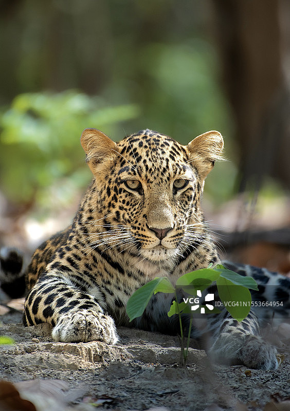 印度森林中游泳的豹子特写图片素材