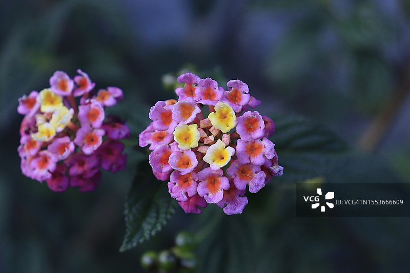 粉色开花植物特写图片素材