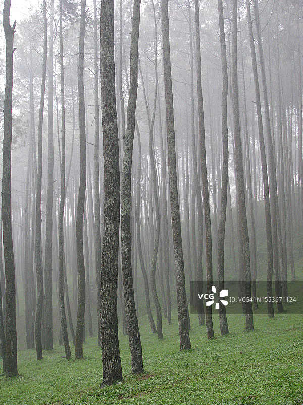 森林中的树木图片素材