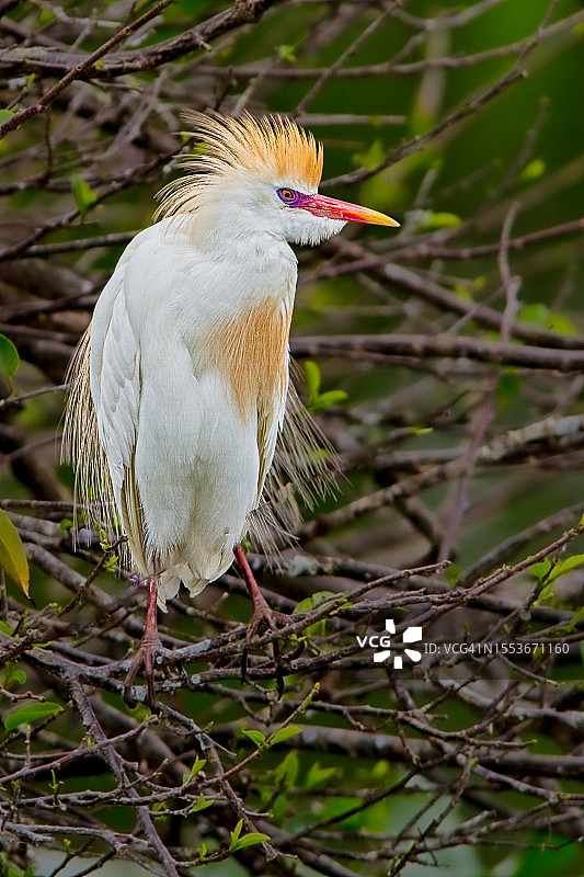 美国佛罗里达州德尔雷比奇树枝上的牛背鹭特写图片素材