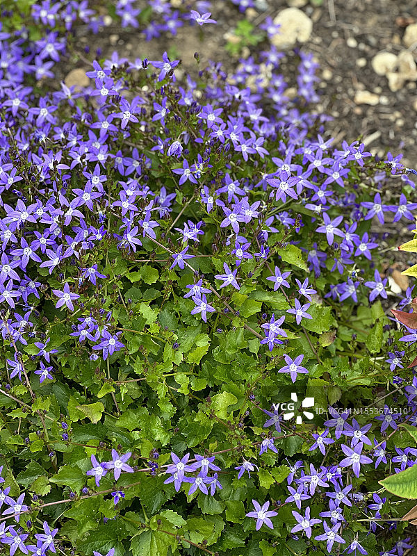 田野中紫色植物高角度视图图片素材