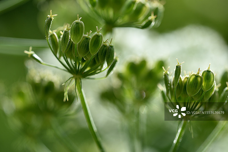 大叶芹种子图片素材