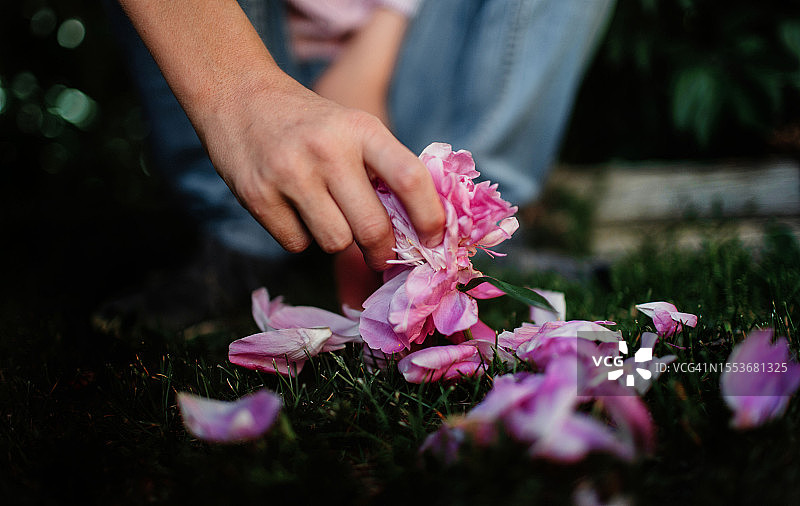 拉扯粉色牡丹花花瓣的儿童图片素材