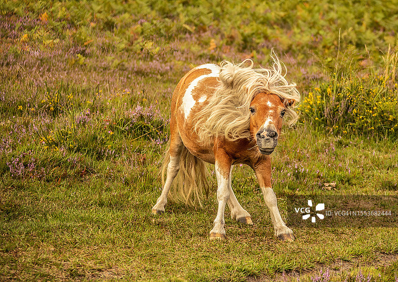 在田野上吃草的纯种小马全身照图片素材