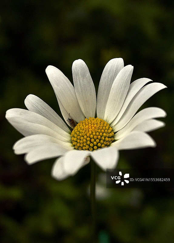 白色雏菊的特写图片素材
