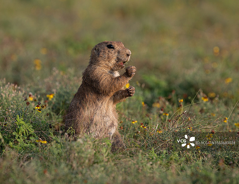 美国俄克拉荷马州劳顿，田野里吃东西的地松鼠特写图片素材