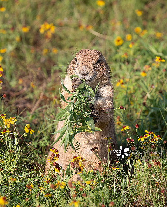 美国俄克拉荷马州劳顿，松鼠在田野里吃食物特写图片素材