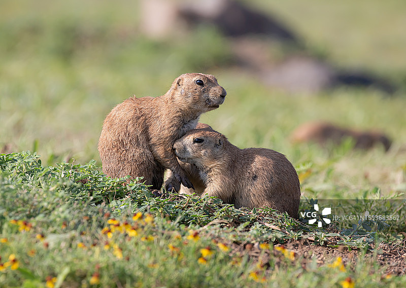 俄克拉荷马州劳顿市黑色物体特写，美国图片素材