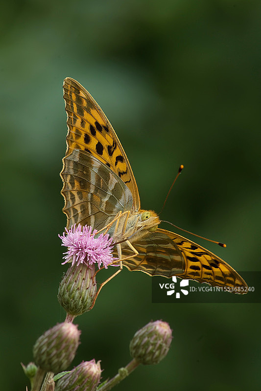 蝴蝶在紫色花朵上授粉的特写图片素材