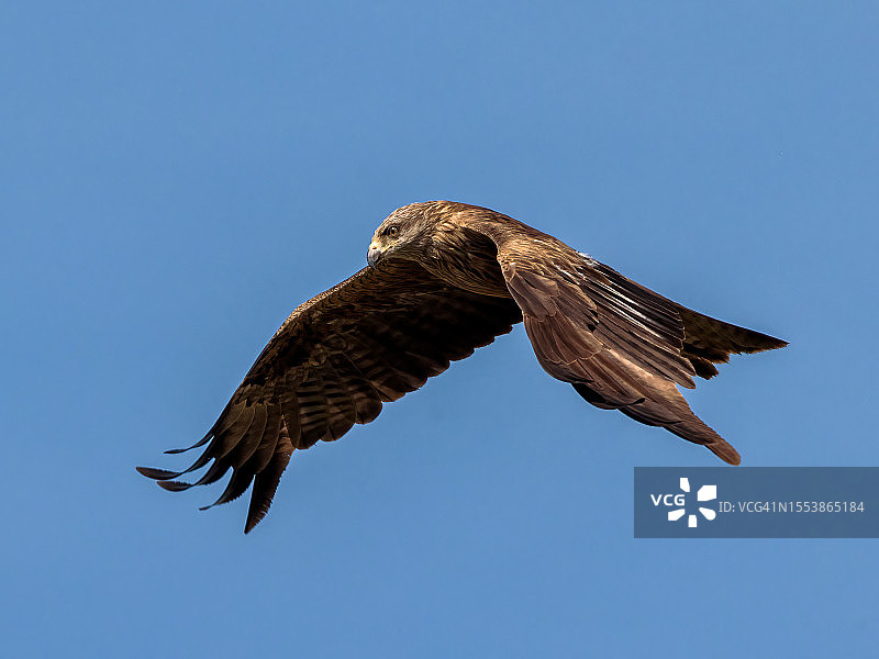低角度看鹰在晴朗的蓝天上飞翔图片素材