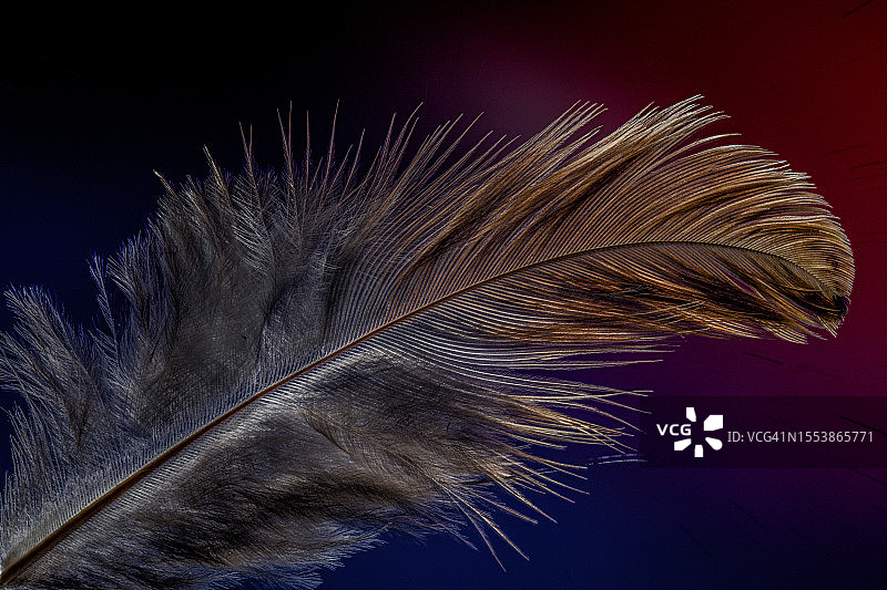 黑色背景上的羽毛特写图片素材