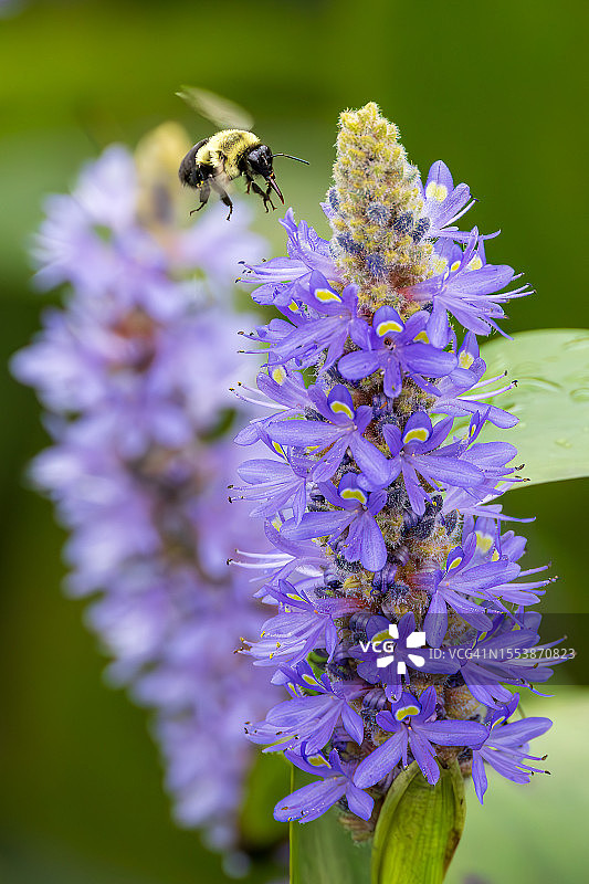 美国肯尼沃斯水生花园紫色花朵上蜜蜂特写图片素材