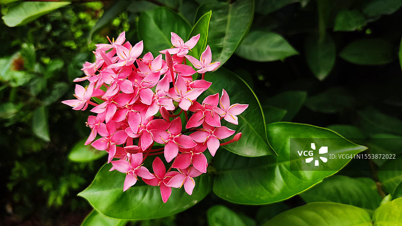 粉色开花植物特写图片素材