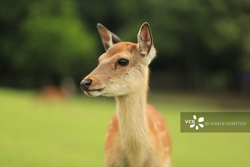 正在观望的梅花鹿特写图片素材