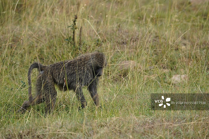 猎豹在草地上行走的侧视图图片素材